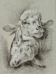 Tanulmány két bárányról, 1768 (kréta és mosás papíron)