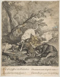 Rókavadászat, 1736.