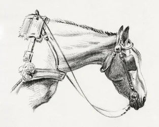 Lófej (1820)