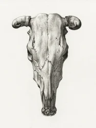 Tehénkoponya – elölnézet (1816)