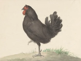 Álló fekete tyúk (1775-1833)