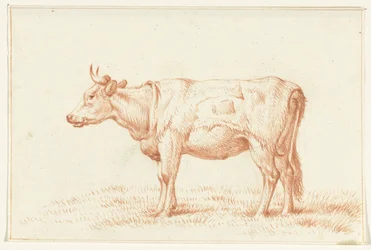 Álló tehén, balra
