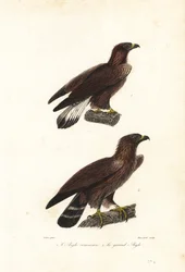 Arany sas, Aquila chrysaetos.