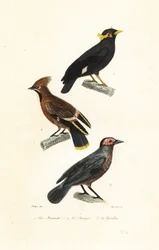 Hill myna, bohém viaszszárny és coleto.
