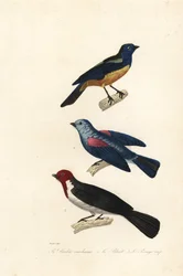 Türkiz tanager, kék-szürke tanager és piros sapkás bíboros.