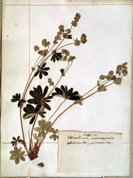 Alchemilla, Herbáriumból (préselt virágok)