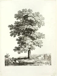 Egy fa tanulmányozása