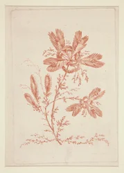 Cím nélkül (Ideal Flowers), hatos készletből