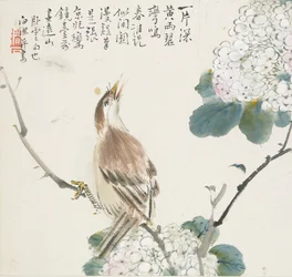 Egy kínai Hwamei, 1857