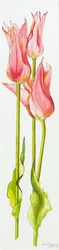 Három vörös liliomvirágú tulipán Marianne, akvarell, 2010