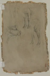 Tanulmányok egy bikáról, 1864.