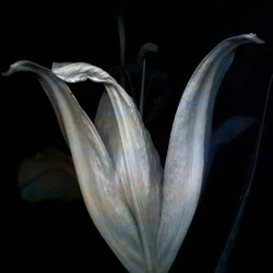 Lily 3, 2018 (digitális fotóművészet)