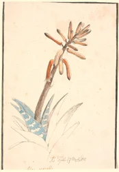 Virágzó aloe