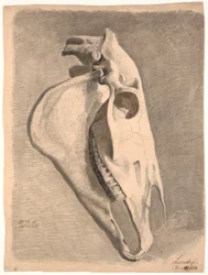 Ló koponyája