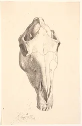 Szarvas Cranium