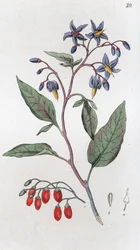 Keserédes Solanum dulcamara, 1804-1811