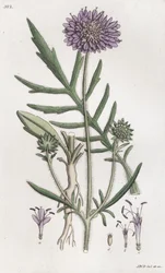 Mezei Scabious Knautia arvensis, 1804-1811