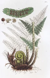 Hím páfrány Dryopteris fern-mas, 1804-1811