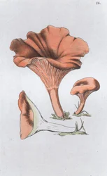 Merulius cantharellus, 1804-1811