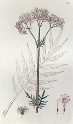 Valerian Valeriana officinalis, 1804-1811