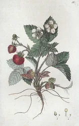 Vadeper Fragaria vesca, 1804-1811