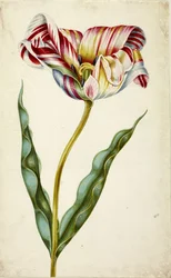 Tulipán, c. 1660.