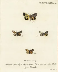 Catocala hymenaea 1, Amerila puella 2,3 és Isturgia famula molyok 4. Johann Carl Bock kézi színű rézmetszete Eugenius Johann Christoph Esper A pillangók a természet utáni illusztrációkban című műve alapján, Erlangen