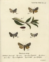 Koronás lepke, Craniophora ligustri 1-4, márványos korona, Hadena confusa 5, változatos korona, Hadena compta 6 és zöld ívek, Anaplectoides prasina 7. Johann Carl Bock kézi színű rézmetszet Eugenius Esper’s Christoph nyomán.