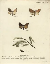 Kiemelkedő Coxcomb, Ptilodon capucinus.