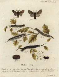 Decemberi lepke, Poecilocampa populi.