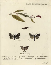 Dot, Melanchra persicariae 1-4 és Dryobota labecula 5. Johann Carl Bock kézzel színezett rézmetszet Eugenius Johann Christoph Esper Pillangók a természet képeiben című műve után, Erlangen