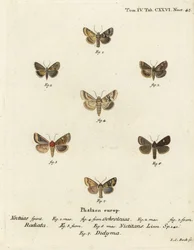 Szürke sálya, Eremobia ochroleuca 1,4, Cynaeda dentalis 2,3, fülmoly, Amphipoea ocula 5,6 és közönséges rusztikus, Mesapamea secalis 7. Johann Carl Bock kézi színű rézmetszetei Eugenius Johann Dieperlinge