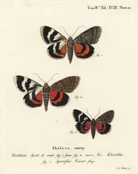 Francia vörös aljzat, Catocala elocata 1,2, és sötét karmazsin aljú fajta, Catocala sponsa 3. Johann Carl Bock kézi színű rézmetszete Eugenius Johann Christoph Esper A pillangók a természet utáni illusztrációkban című műve alapján, Erlangen