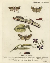 Deres narancsszínű lepke, Gortyna flavago 1,2, és szögletes árnyalatú lepke, Phlogophora meticulosa 3-7. Johann Carl Bock kézzel színezett rézmetszete Eugenius Johann Christoph Esper Die Schmetterlinge in Abbildungen nach der Natur című műve nyomán