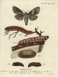 Kecskemoly, Cossus cossus