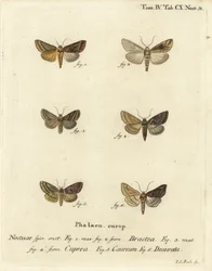 Arany spangle, Autographa lemez 1,2, Euchalcia modestoides 3,4, Lamprotes c-golden 5 és Panchrysia deaurata 6. Johann Carl Bock kézi színű rézmetszet Eugene Johann Christoph Esper Die Schmetterlinge in Abbildungen nach der című műve alapján