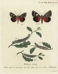 Világos bíbor szárnyú lepke, Catocala promissa. Johann Carl Bock kézi színű rézmetszete Eugenius Johann Christoph Esper A pillangók természeti illusztrációkban című műve, Erlangen nyomán