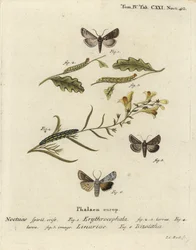 Vörösfejű gesztenye, Conistra erythrocephala 1-4, varangyos brokát, Calophasia lunula 5 és szürke vállcsomó, Lithophane ornitopus 6. Johann Carl Bock kézi színű rézmetszet Eugenius Johann Christoph Esperlinge nyomán a Die Schmetterlingben.