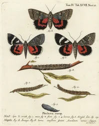 Vörös alsószárnyú lepke, Catocala nupta. Johann Carl Bock kézi színű rézmetszete Eugenius Johann Christoph Esper A pillangók természeti illusztrációkban című műve, Erlangen nyomán