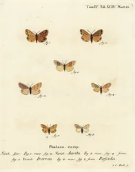 Setina aurita lepke 1,2, harmatmoly, Setina irrorella 3-5, és Setina roscida lepke 6,7. Johann Carl Bock kézi színű rézmetszete Eugenius Johann Christoph Esper A pillangók természeti illusztrációkban című műve, Erlangen nyomán