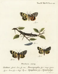 Sweetfern aluljáró, Catocala antinympha 1-3, Catocala nymphaea 4 és tölgy sárga aljzat, Catocala nymphagoga 5. Johann Carl Bock kézi színű rézmetszete Eugenius Johann Christoph Esper Die Schmetterlinge in Abbildungen című műve nyomán.