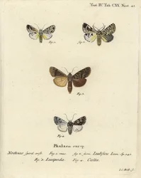 Trichosea ludifica 1,2, déli rusztikus, Rhyacia lucipeta 3 és Lamprosticta culta 4. Johann Carl Bock kézi színű rézmetszete Eugenius Johann Christoph Esper A pillangók a természet utáni illusztrációkban című műve, Erlangen nyomán