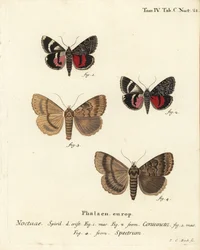 Alsószárnyú lepke, Catocala 1,2 és Apopestes kísértet 3,4. Az éjszakai bagolyhoz tapadva a bagoly egy kísértet. Johann Carl Bock kézi színű rézmetszete Eugenius Johann Christoph Esper Die Schmetterlinge in Abbildungen nach der Natur, Erlangen című műve nyo