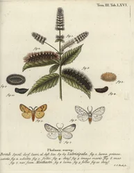 Fehér hermelin, Spilosoma lubricipeda.