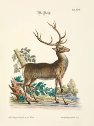 A Red Deer