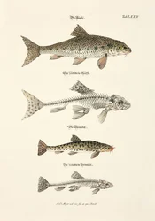 A pisztráng, a gudgeon és csontvázaik