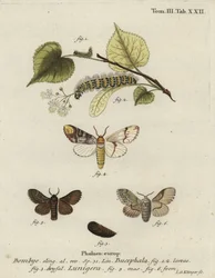 Buff-Tip Moth, Fleura