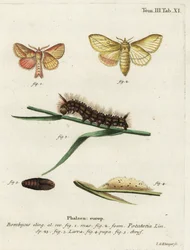 Ivómoly, Euthrix potatoria.