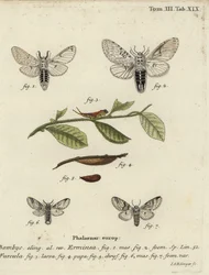 Kisebb gennymoly, Cerura erminea.