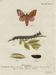 Odonestis szilvamoly.